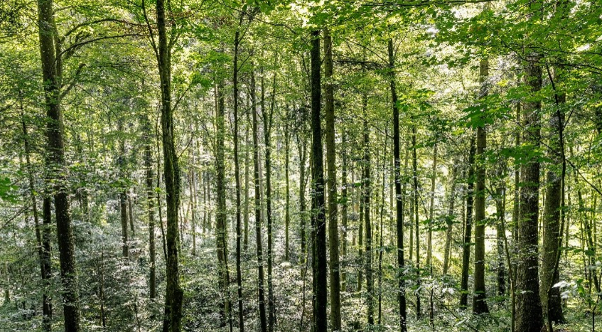 吉博力可持续森林